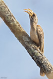 Pale-billed Hornbill