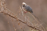White-headed Mousebird (Mousebirds)