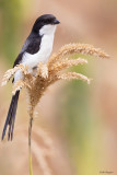 Long-tailed Fiscal