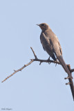 Ashy Starling
