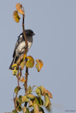 White-bellied Tit 