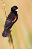 Fan-tailed Widowbird 