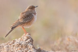 Pink-breasted Lark 