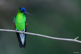 Blue-capped Oaxaca Hummingbird 