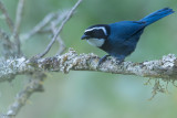 White-throated Jay 