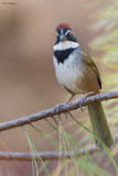 Collared Towhee 