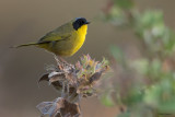 Hooded Yellowthroat