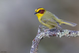 Golden-browed Warbler 