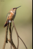 Bumblebee Hummingbird