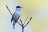 Gray-collared Becard