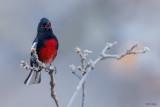 Painted Redstart 