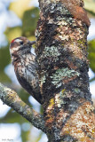 Stricklands Woodpecker 