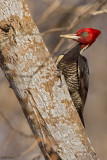 Pale-billed Woodpecker