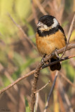 Cinnamon-rumped Seedeater