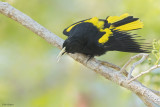 Yellow-winged Cacique