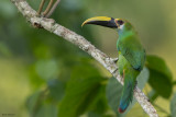 Waglers Toucanet