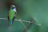Blue-capped Oaxaca Hummingbird 