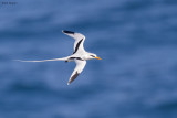 White-tailed Tropicbird 