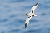 White-tailed Tropicbird 