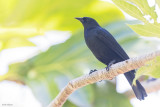 Yellow-shouldered Blackbird 