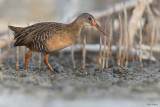 Clapper Rail 