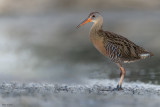 Clapper Rail 