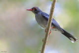 Eastern Red-legged Thrush 