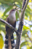 Puerto Rican Lizard-Cuckoo