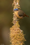 Blue-capped Ifrita 