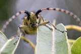 BUGS & BEETLES