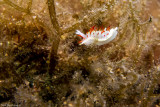 Diaphorodoris papillata