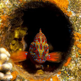 FISH FACES