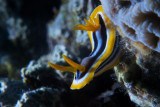 Chromodoris hamiltoni