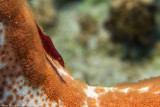 Starfish partner shrimp - Periclimenes soror 