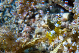 Anemone partner Shrimp (squat/popcorn,sexy)
