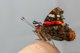 Vanessa atalanta - Red Admiral