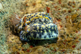 hypselodoris infucata