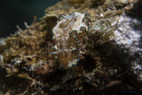 Glossodoris cincta