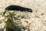 Chelidonura flavolobata