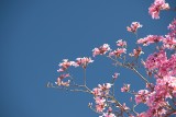 Pentax K-70