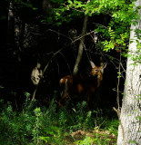 Animals
