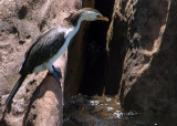 Little pied cormorant: Phalacrocorax melanoleucos