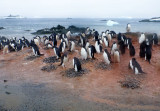 0770: Adelie Penguins