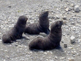 Three fur seal pups