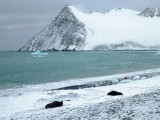 Seals on the beach