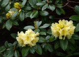 Rhododendron