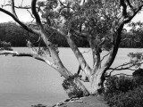 Tree beside Lake Dobson  1