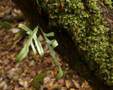 Small green bit of Tasmania