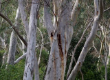 Typical Canberra forest