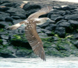 0687: Blue-footed booby in flight